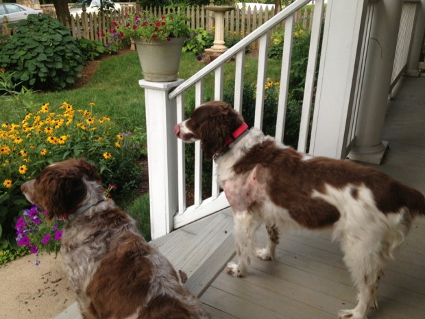 K and Belle on the porch this morning.