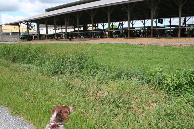 K was only mildly interested in the cows.