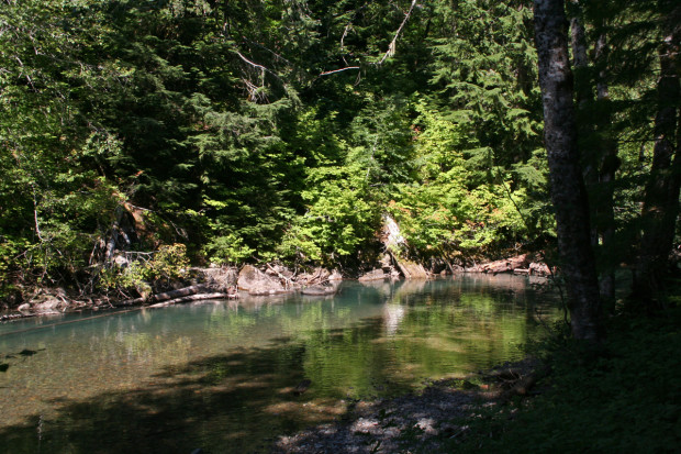 Ohanapecosh River