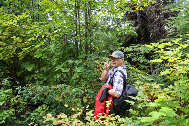 Berry Picking (blackberries)