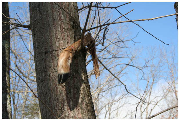 Deer Foot