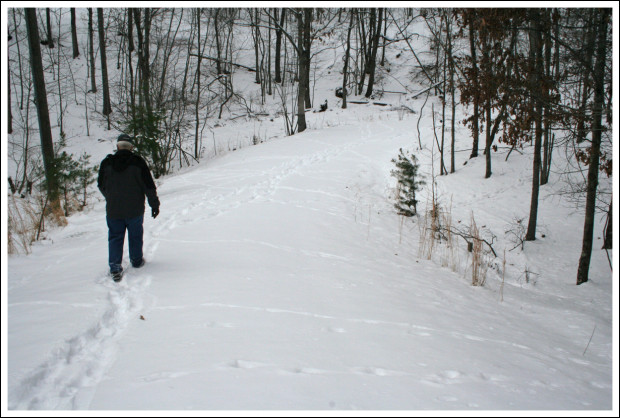 Deer Tracks