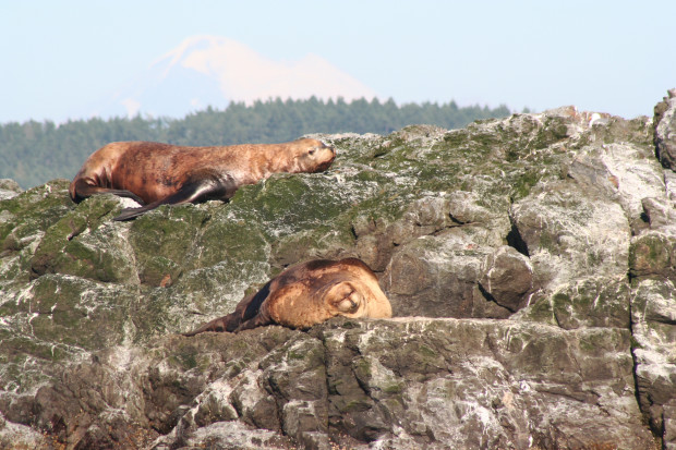 sea_lions_1