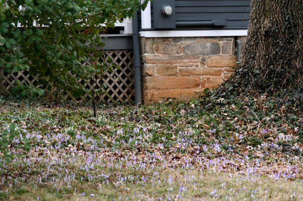 Crocus Blanket