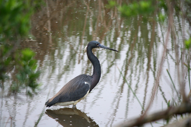 Tricolored Heron