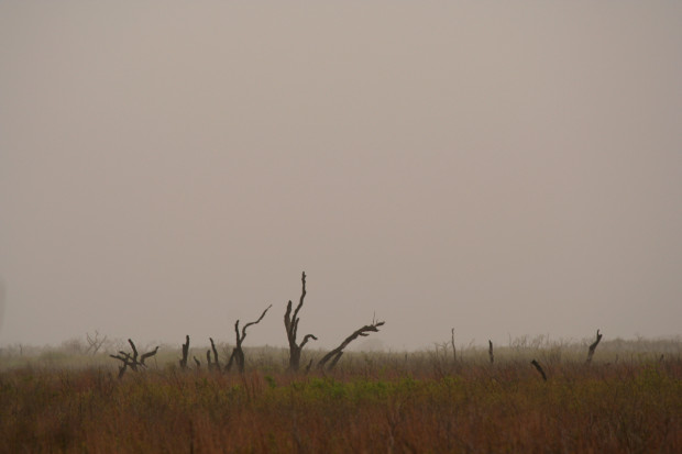 Foggy morning at the marsh.