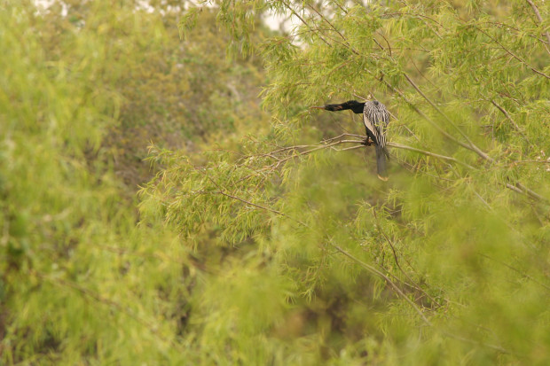 Anhinga