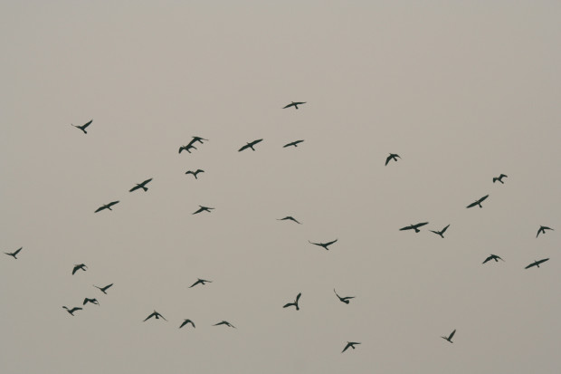 Flock of what I think were Anhingas.