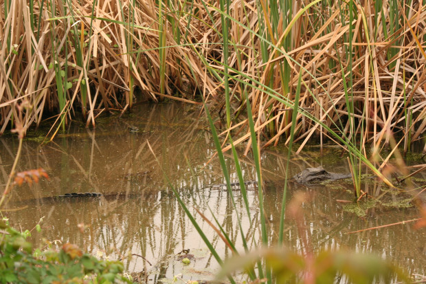 Long Gator