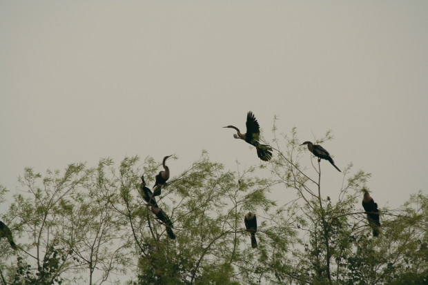 Anhingas (I think)