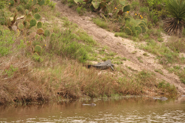 Banked gator.