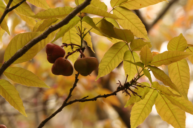 Mexican Buckeye (I think)