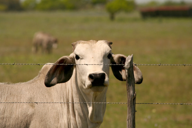 Floppy-eared Cow