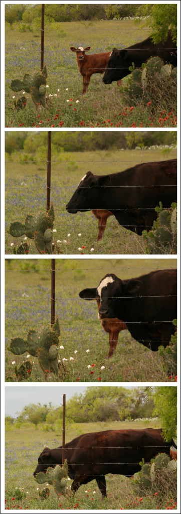 cowblock_strip