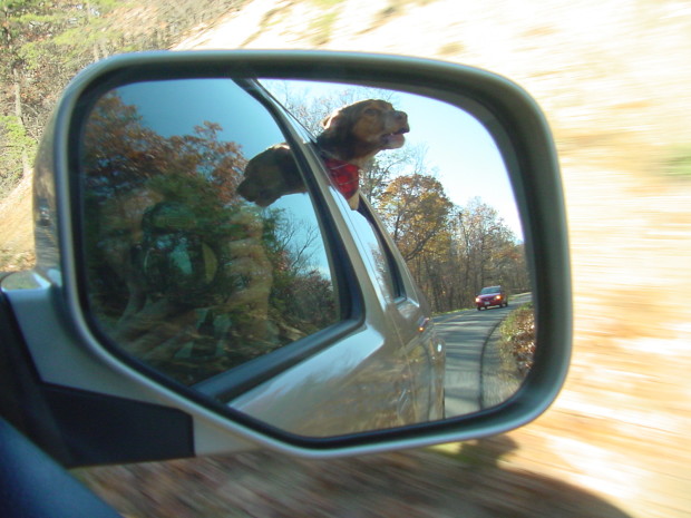 Enjoying a car ride.