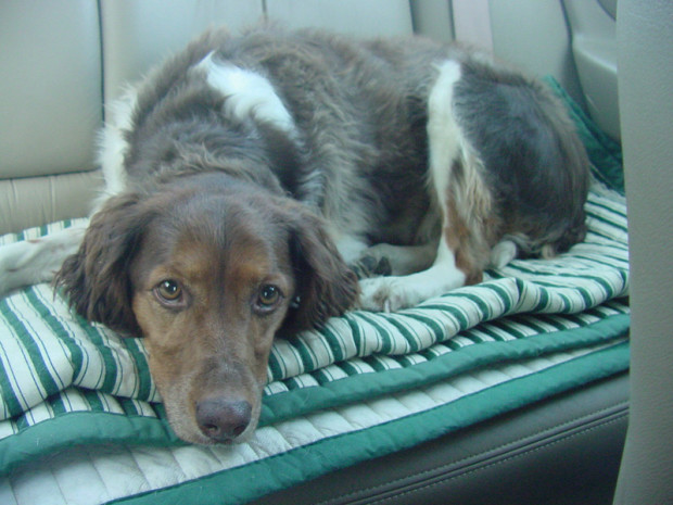 On the ride home, the day we adopted her. (Feb 2005)