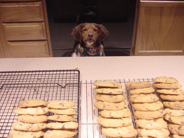 Food-obsessed dog. She especially LOVES chocolate.