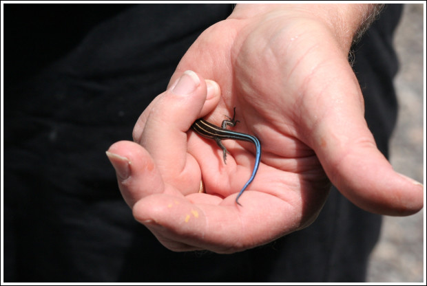 Five-lined Skink (aka Blue-tailed Skink)