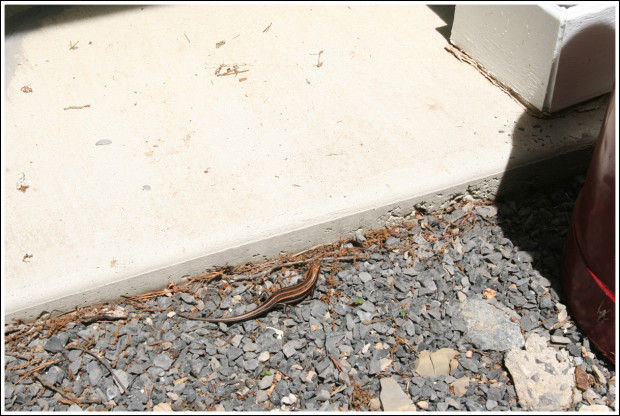 Eastern Six-lined Racerunner