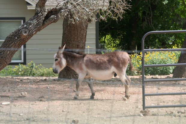 Itty Bitty Burro