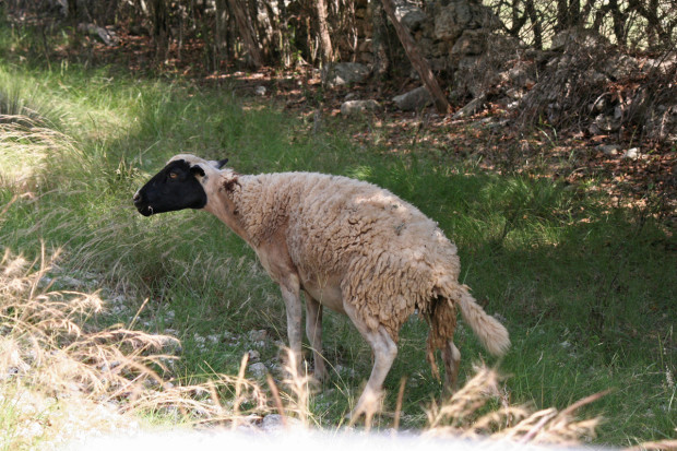 Pissed-off Sheep