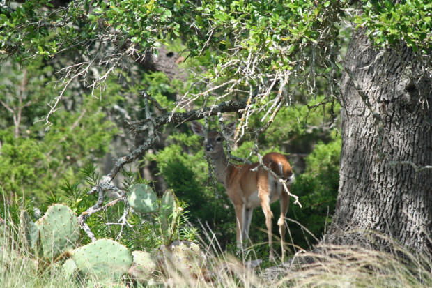 Hi, Deer!