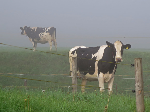 A real, live, Gruyere cow.