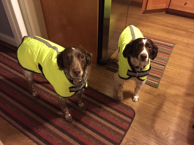 hi-vis-dogs