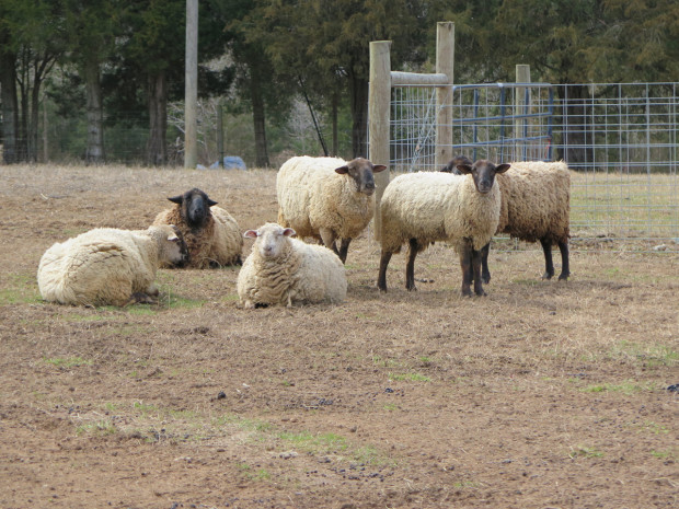 4_sheep