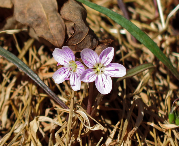 Tiny Little Wildflower