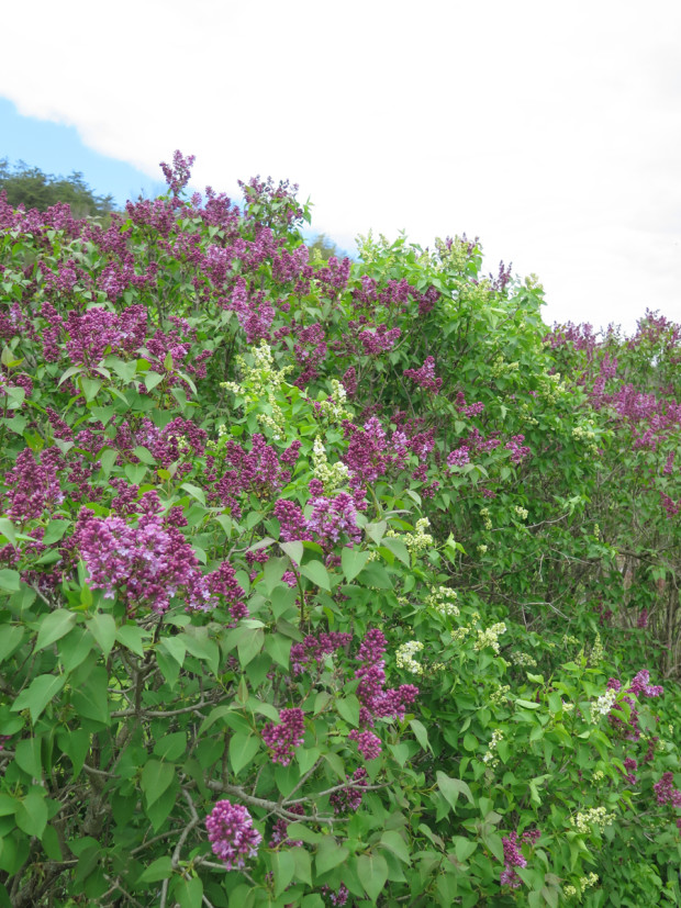 Lilacs