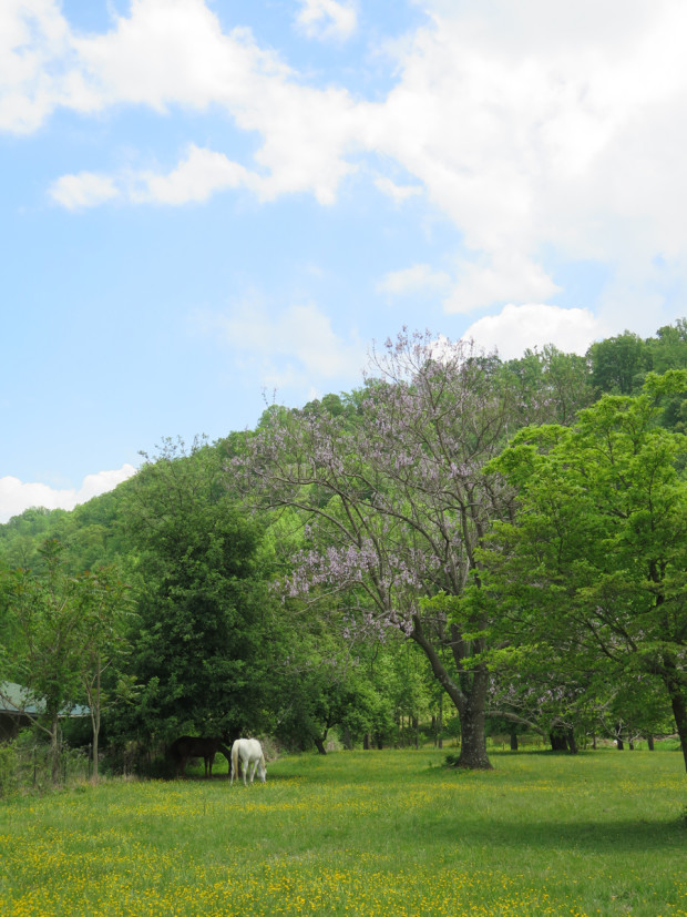 Pretty White Horse