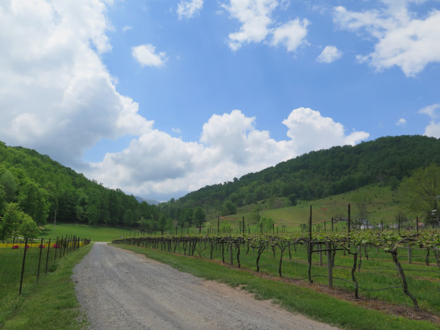 View from the Vineyard