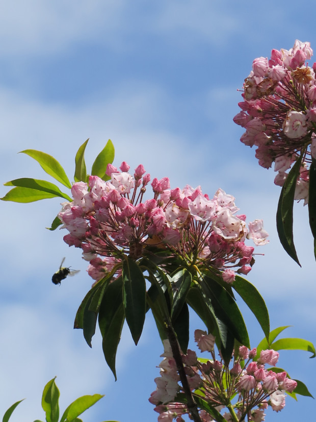 Pink Mountain Laurel at Big Meadows