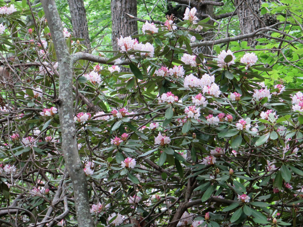 Rhododendrons