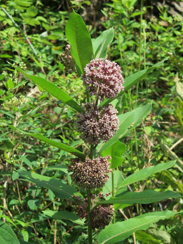 Interesting Wildflower