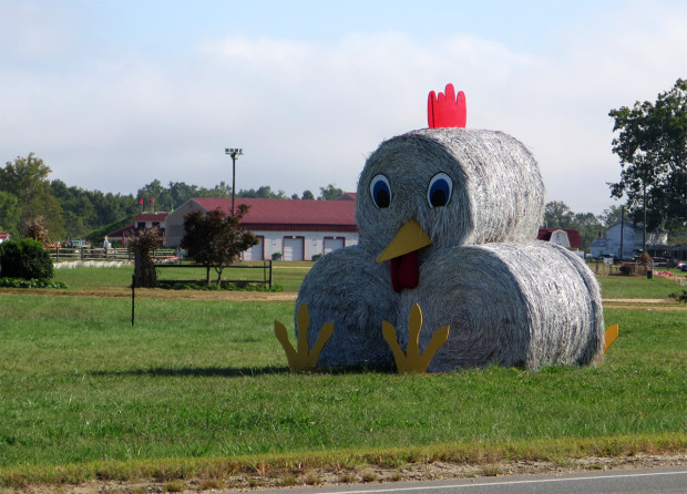 Hay Turkey