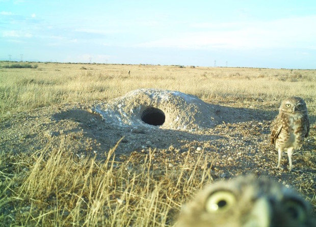 If Mike and I were owls.