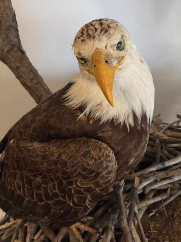 Close-up of an Eagle!