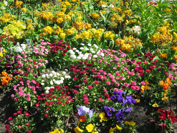 More pretty flowers at the park.