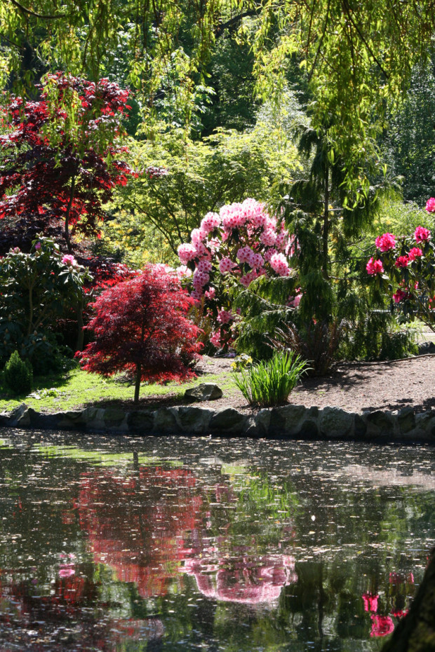 Pretty Flowers at Beacon Hill Park