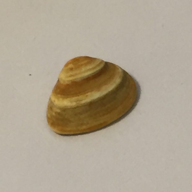 A Perfect Shell