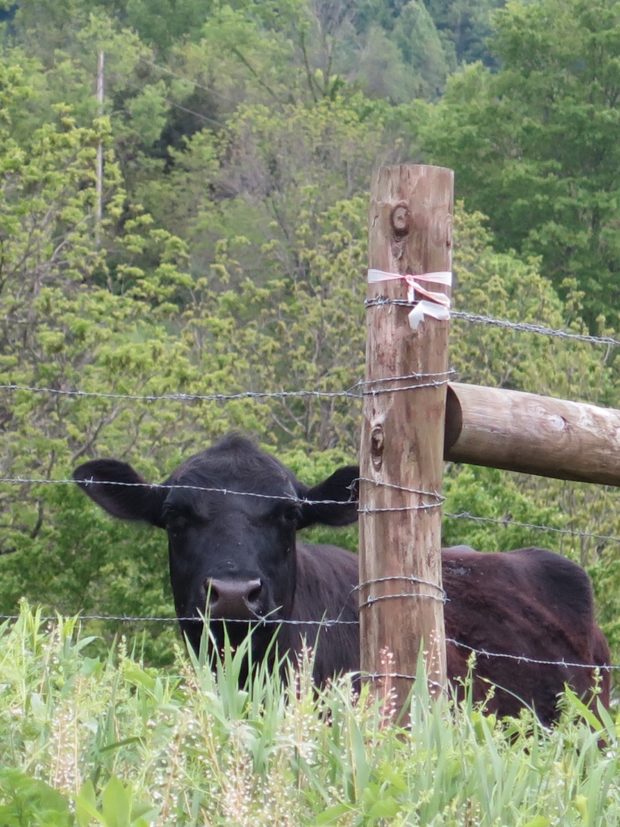 Curious Cow