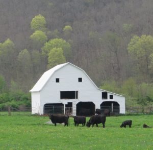 Surprised Barn