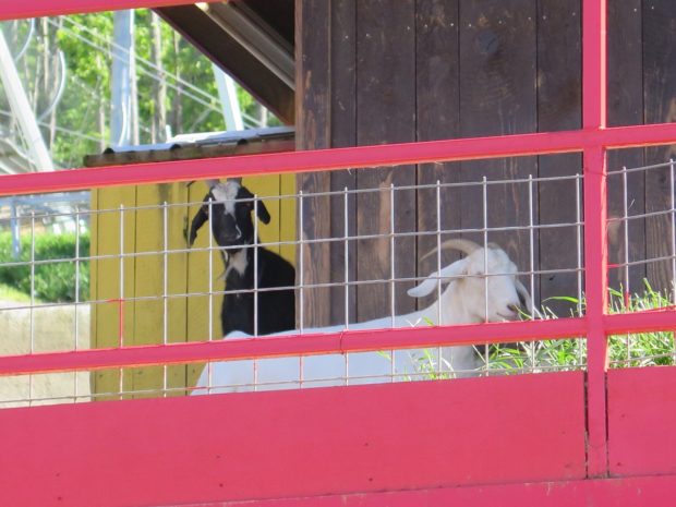 Real goats, hanging out on the roof.