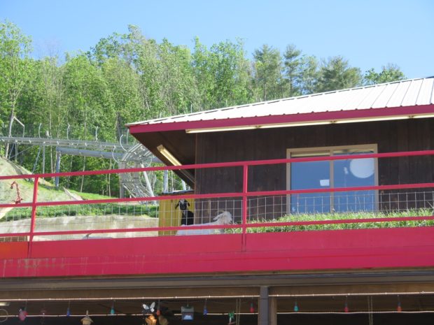 Goats on the Roof