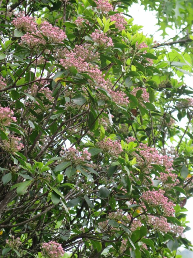 Mountain Laurel