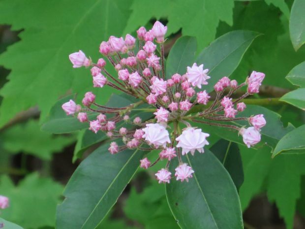 Mountain Laurel