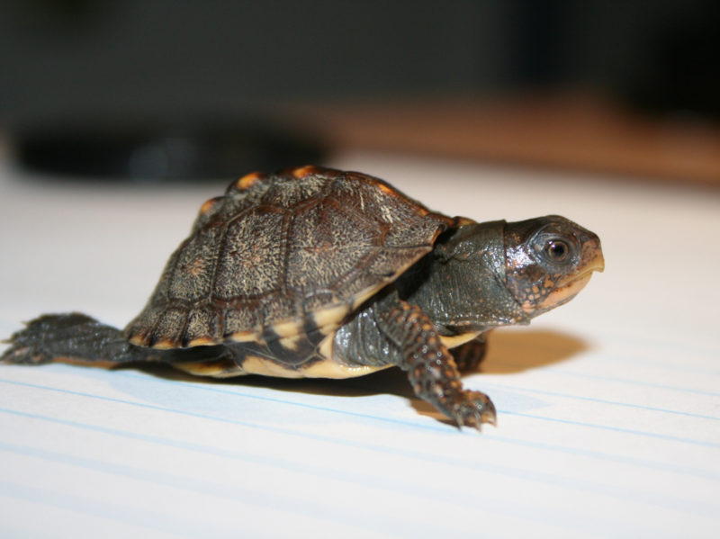 The Coolest Box Turtle Ever – Toadmama.com